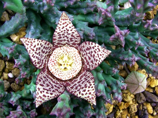 Orbea_variegata